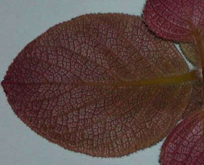 Sinningia aghensis leafback